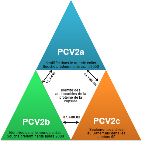 Principaux génotypes du PCV2 et leur relation sur la base des gènes de la capside