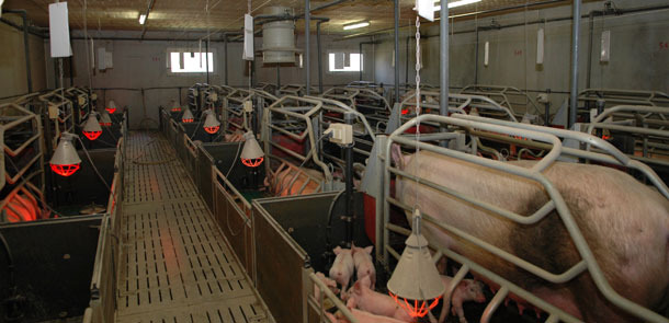Salle de mise-bas