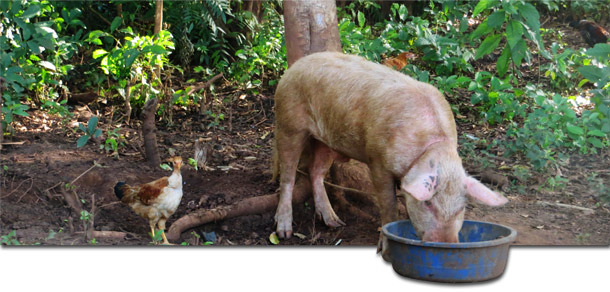 Porc de basse-cour à Gulu, Ouganda, où apparaissent régulièrement des épisodes de PPA
