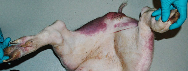 Rougeur et cyanose sur les pattes arrière