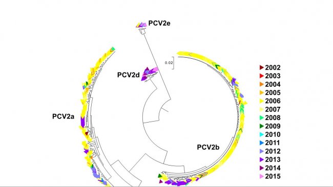 Figure 2. Arbre phylogénétique de vraissemblance maximum. Les 729 séquences ORF2 de la base de données UMV-VDL PCV2 ont un code de couleur suivant l'année. On observe les génotypes.
