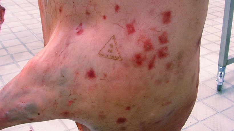 Figura 2. La infección por Erysipelothrix rhusiopathiae en su forma aguda puede provocar lesiones en la piel con forma romboide que se asemejan a la forma de los diamantes, y que son características de la infección con esta bacteria. Fuente: Professor Dr. Reinhard Fries/ Freie Universität Berlin.