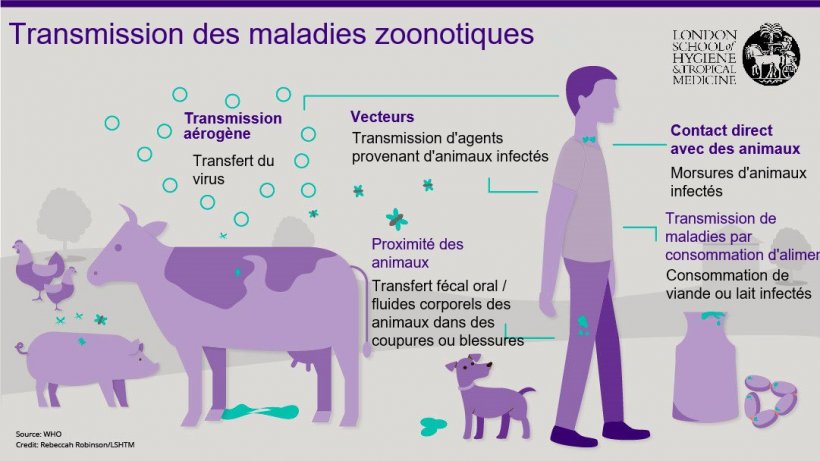 Figure 1. Voies de transmission des maladies zoonotiques. Les zoonoses sont des maladies infectieuses qui peuvent &ecirc;tre transmises des animaux aux humains, mais &eacute;galement des humains aux animaux. Source : London School of Hygiene and Tropical Medicine.

