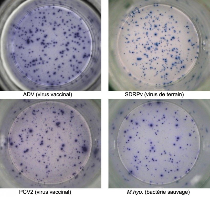 Figure 1. Réponse ELISPOT IFN-γ antigène-spécifique dans des PBMC contre des agents pathogènes porcins. ADV: virus de la maladie d'Aujeszky; SDRPv: virus du syndrome dysgénésique et respiratoire porcin; PCV2: circovirus porcin de type 2; M.hyo.: Mycoplasma hyopneumoniae. Chaque point est dû à la sécrétion d'IFN-γ par des lymphocytes T mémoire / effecteurs réactivés. L'agent pathogène utilisé pour réactiver les cellules dans les puits est indiqué entre parenthèses.