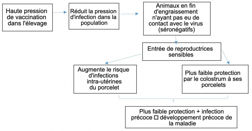 Figure 1: Evolution de l'épidémiologie de l'infection par le PCV-2 dans un contexte de vaccination systématique.
