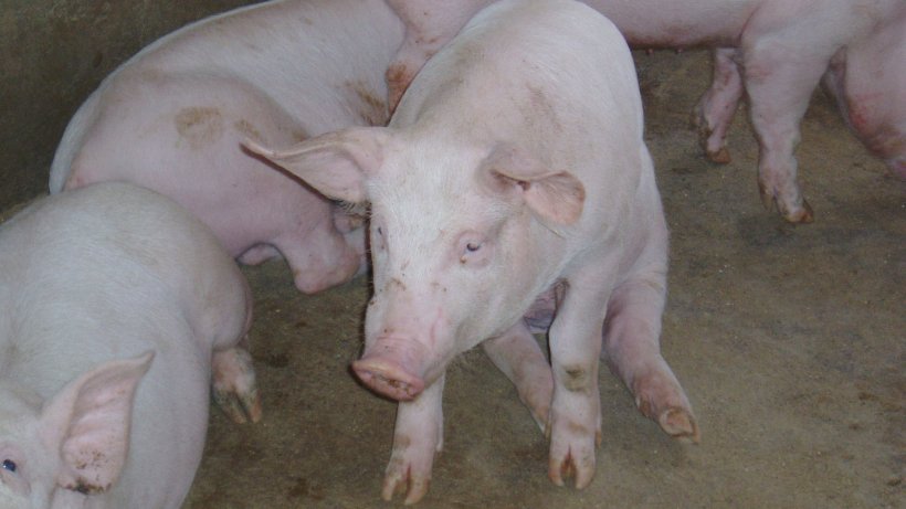 Porc en position de &quot;chien assis&quot;

