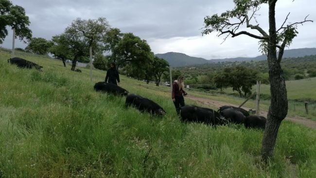Porcs en Sardaigne