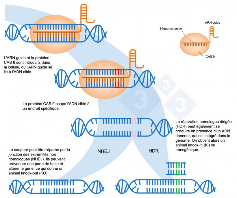 Figure 1 : &Eacute;dition de g&egrave;nes &agrave; l&#39;aide du syst&egrave;me CRISPR-Cas9. Un ARN guide (ARNg) reconna&icirc;t une r&eacute;gion g&eacute;nomique sp&eacute;cifique, laquelle dirige l&#39;endonucl&eacute;ase ADN Cas9. Cette enzyme produit une rupture des deux brins d&#39;ADN &agrave; l&#39;endroit pr&eacute;cis. Adapt&eacute; de : https://es.moleculardevices.com/applications/gene-editing-with-crispr-engineering
